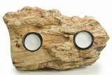 Unique, Petrified Wood Candle Holder - Madagascar #378662-2